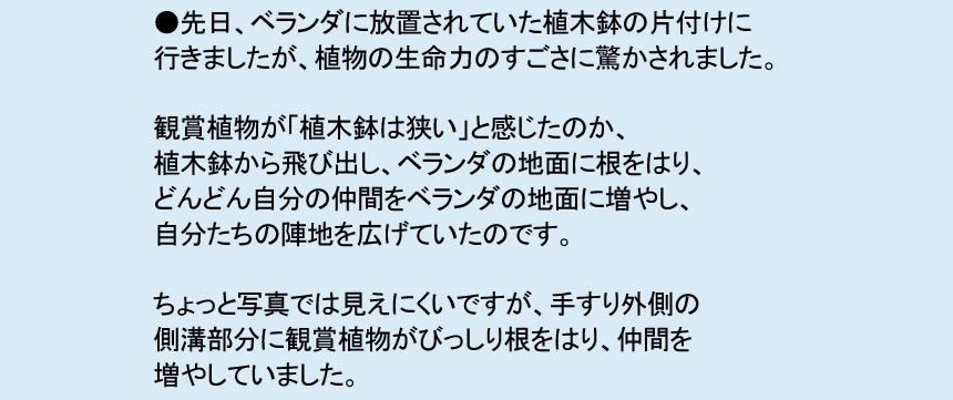 ●先日、ベランダに放置されていた植木鉢の 片付けに行きましたが、植物の生命力の すごさに驚かされました。 観賞植物が「植木鉢は狭い」と感じたのか、 植木鉢から飛び出し、ベランダの地面に根 をはり、どんどん自分の仲間をベランダの 地面に増やし、自分たちの陣地を広げて いたのです。 ちょっと写真では見えにくいですが、手すり 外側の側溝部分に観賞植物がびっしり根を はり、仲間を増やしていました。